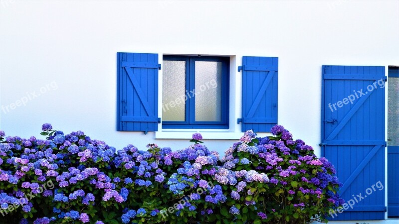 Flower Summer Hydrangea Brittany Nature