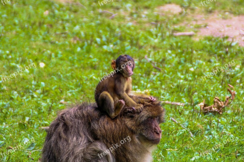 Mammal Nature Animal World Animal Grass