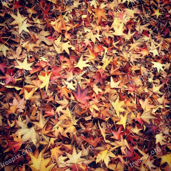 Leaf Fall Leaves Autumn Read