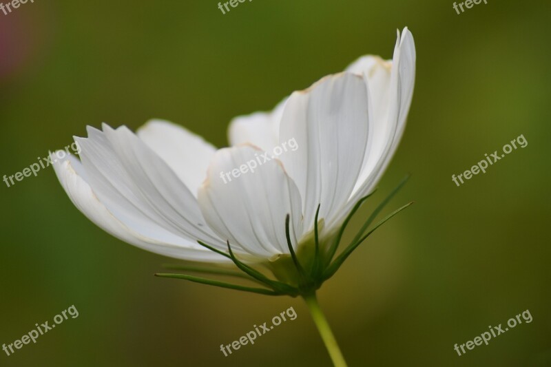 Flower Nature Leaf Garden Cosmea