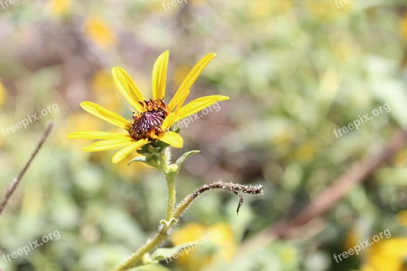 Nature Flower Flora Summer Outdoors