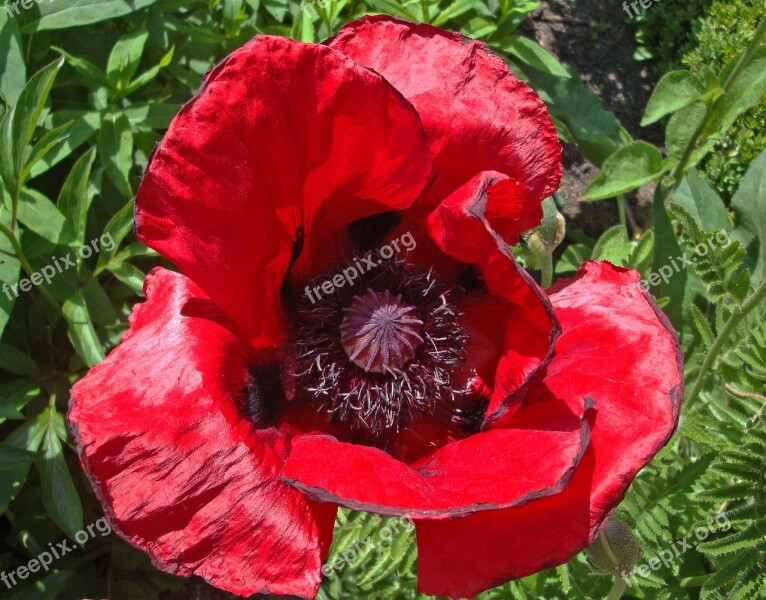 Poppy Red Flower Plant Garden