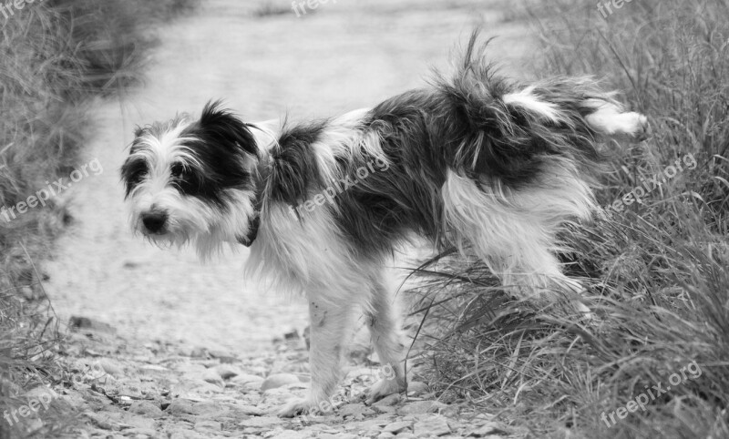 Black And White Nature Animalia Portrait Pet