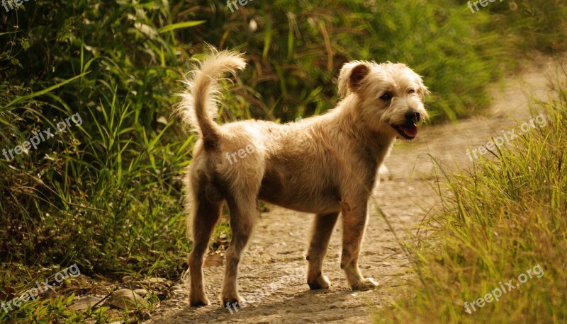 Dog Of The Field Animalia Canis Nature Nice