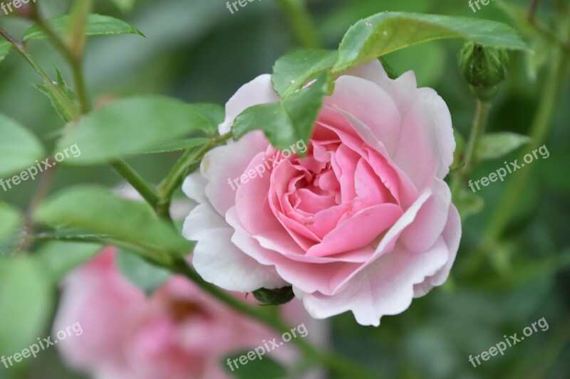 Flower Rosebush Plant Nature Leaf