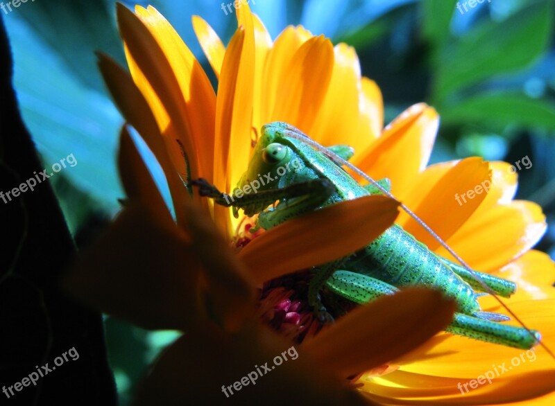 Flower Calendula Officinalis Nature Plant No One