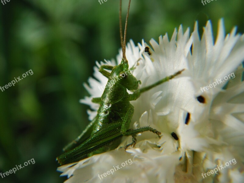 Nature Insect At The Court Of Animals Grasshopper