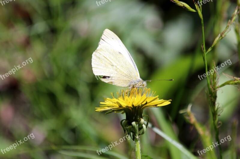 Butterfly Insect White Butterfly Flower Outdoors