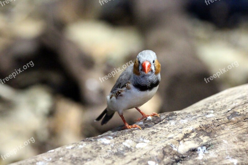 The Finch Taeniopygia Guttata Amadina Bird Nature