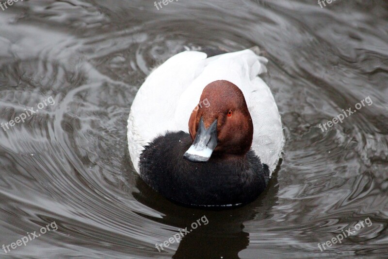 Pochard Aythya Ferina Waterfowl Pond Water