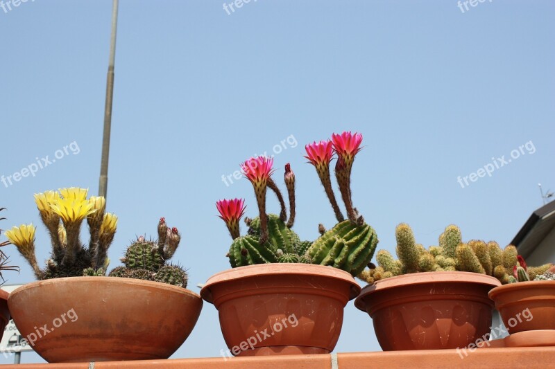 Flower Plant Nature Garden Planter