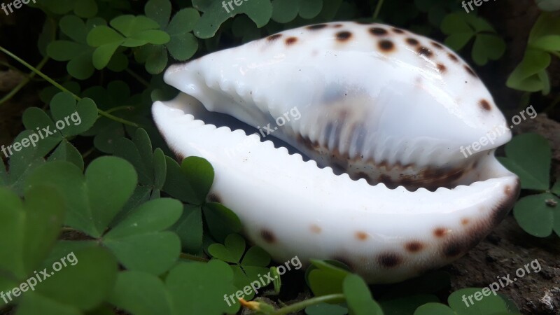 Nature Snail Skull Outdoors Shellfish