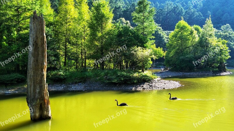 Waters Nature Summer Wood Tree