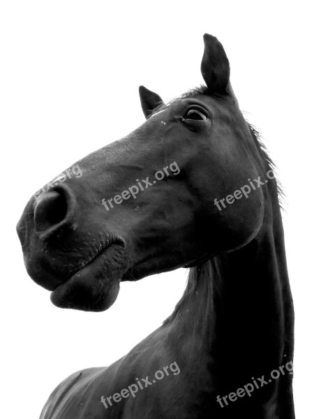 Isolated Black Horse Equine Portrait