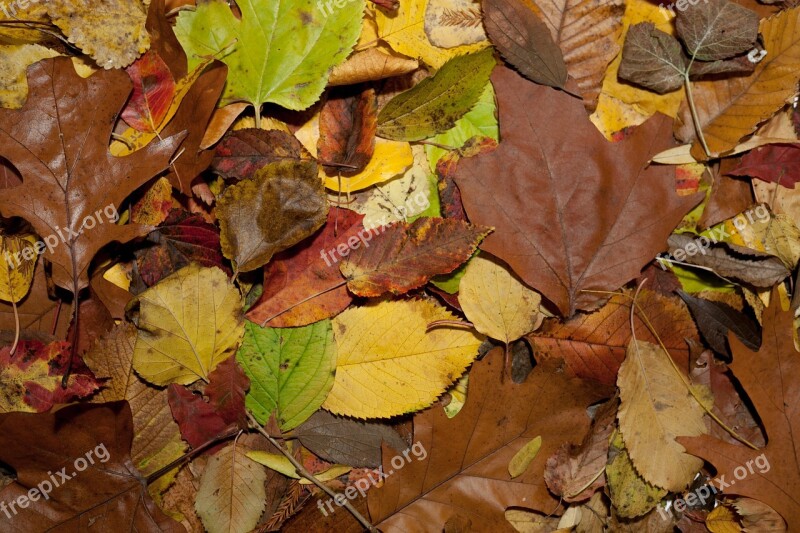 Leaf Fall Season Flora Natural