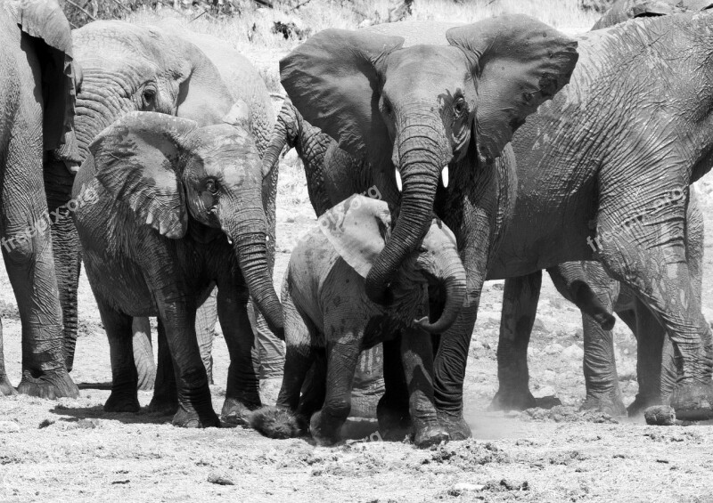 Elephant Namibia Etosha Safari Africa