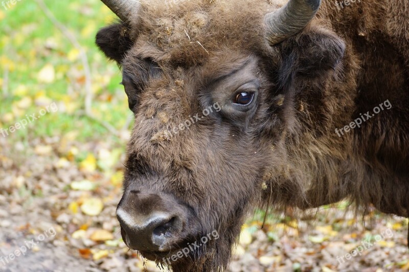 Animals Nature Mammals Bison Białowieża