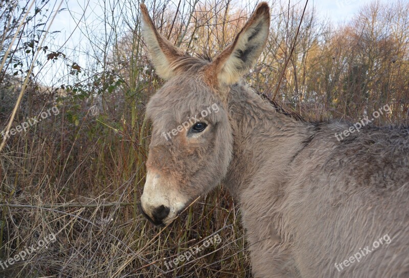 Donkey Animal Portrait Brown Eyes Mammal Animal