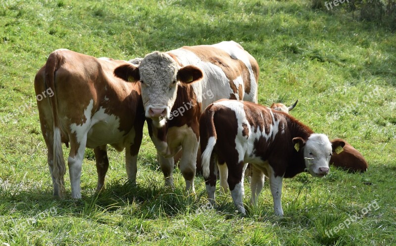 Cow Agriculture Meadow Farm Grass