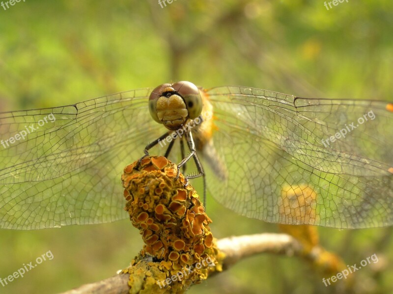 Nature Animals Dragonflies Różnoskrzydłe Insect Szablak Yellow