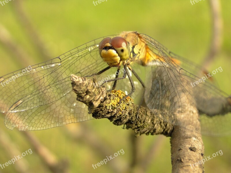 Animals Nature Insect Dragonflies Różnoskrzydłe Szablak Yellow