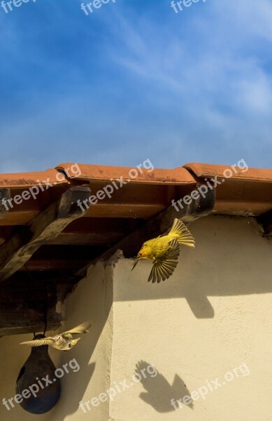 Birds Canaries Of The Earth Canary Yellow Brazilian Fauna