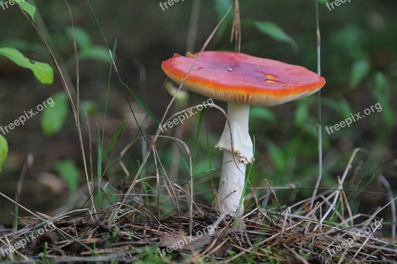 Nature Mushroom Mushrooms At The Court Of Lawn