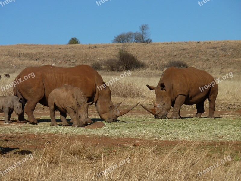 Mammals Animal Kingdom Wildlife Grassland Rhinos