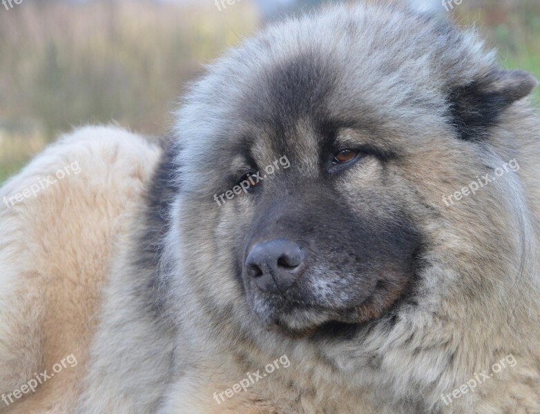 Dog Dog Eurasier Female Canine Mammal