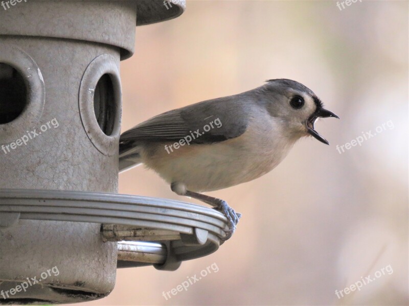 Bird Wildlife Outdoors Interesting Gray