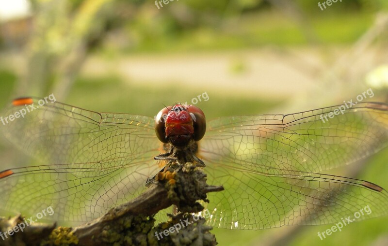 Insect Dragonflies Różnoskrzydłe Nature Animals Szablak Blood