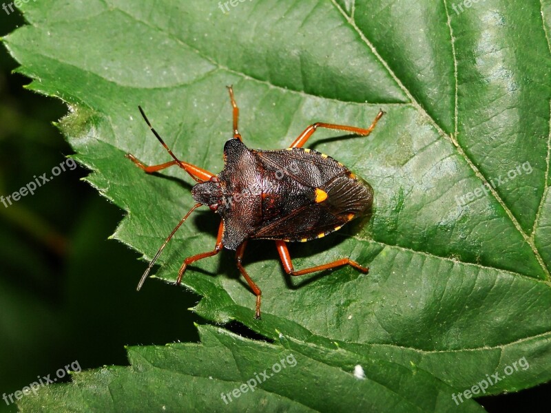 Nature Insect Invertebrates At The Court Of Animals