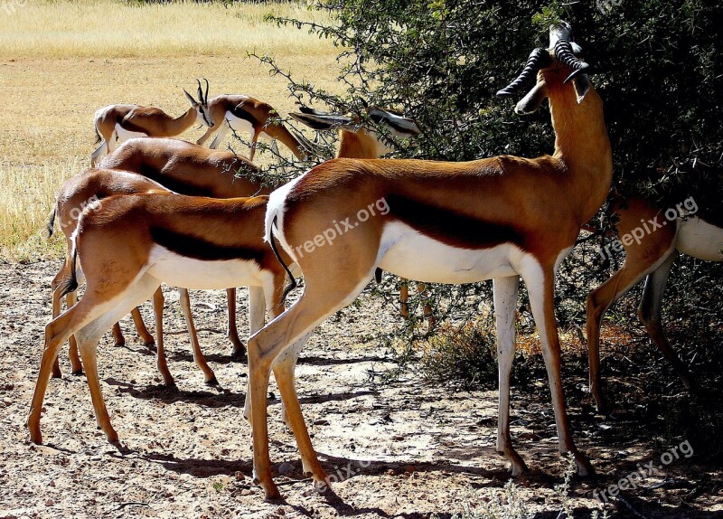 Nature Antelope Springbuck Kalahari Browsing