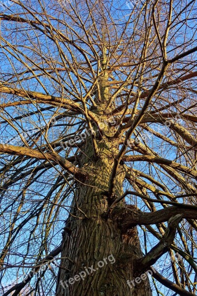 Tree Trunk Bark Branch Rising Up