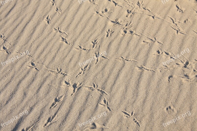 Bird Bird Tracks Sandy Beach Animal Track Reprint