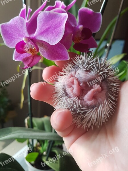 Flower Plant Nature Beautiful Hedgehogs