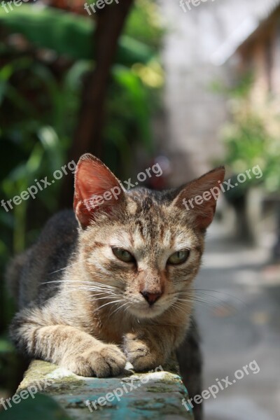 Animalia Nice Cat Nature Portrait