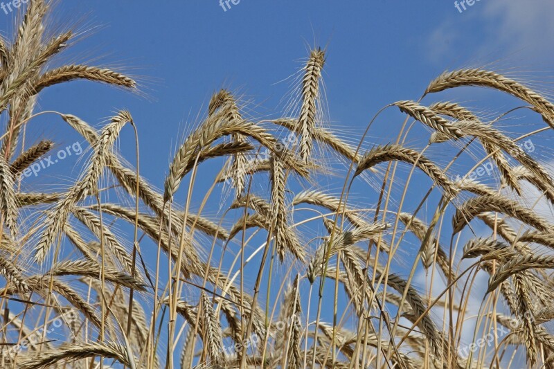 Sky Nature Plant Agriculture Cereals