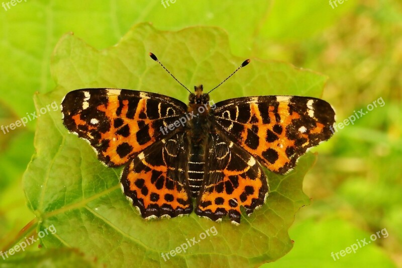 Nature Insect At The Court Of Butterfly Day Animals