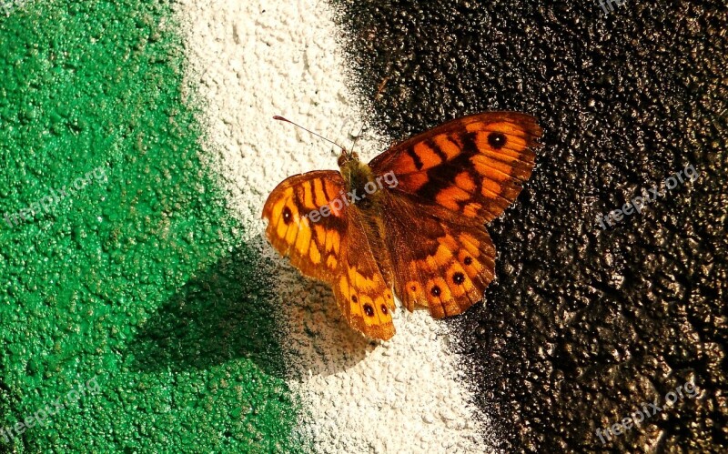 Nature Butterfly Day Insect Animals At The Court Of