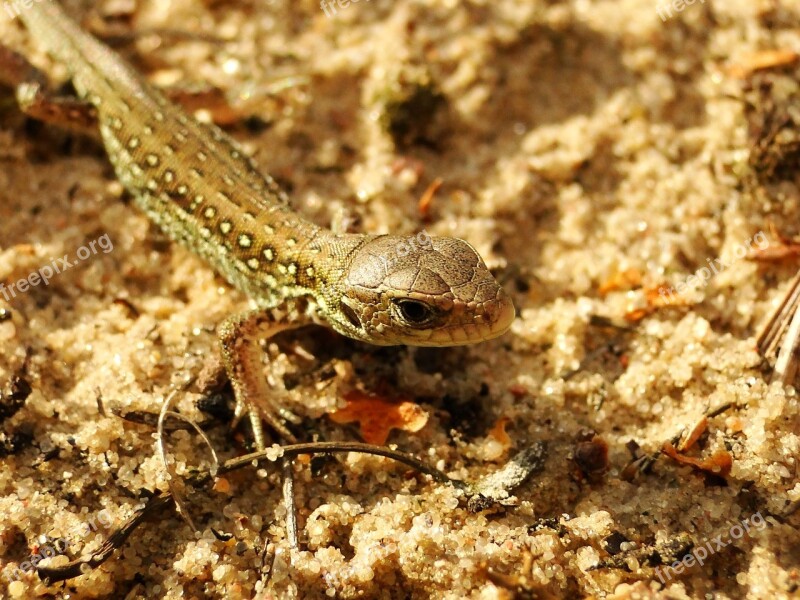 Nature Animals A Little Invertebrates Lizards