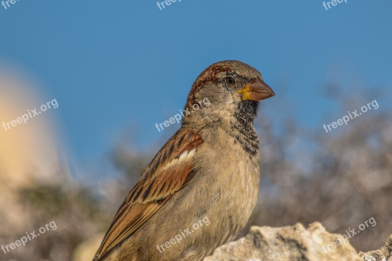 Sparrow Nature Wildlife Animal Outdoors