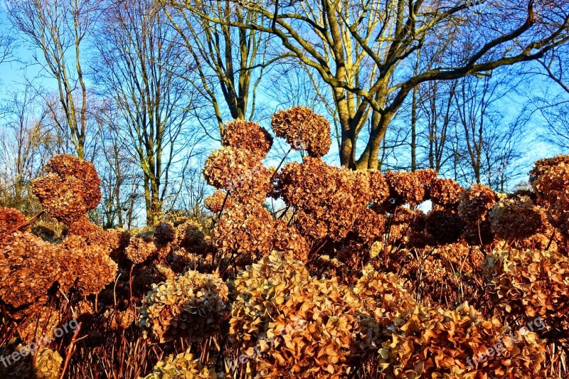 Hortensia Hydrangea Shrub Flower Withered