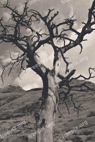 Tree Nature Landscape Dry Branch