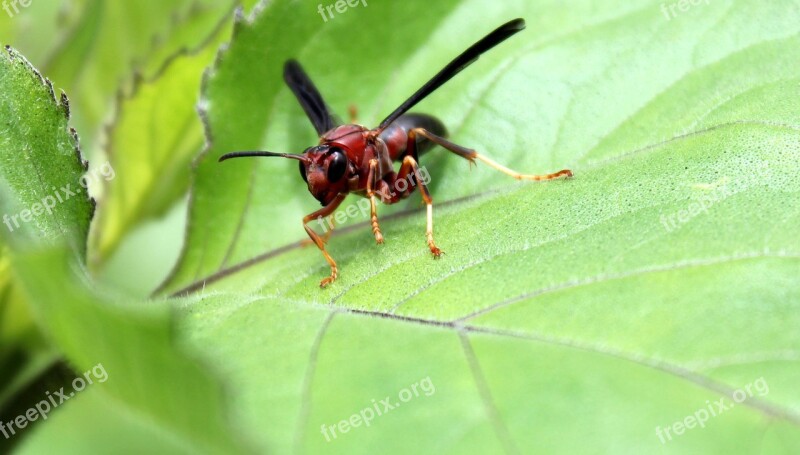 Insect Nature Animal Wildlife Wing