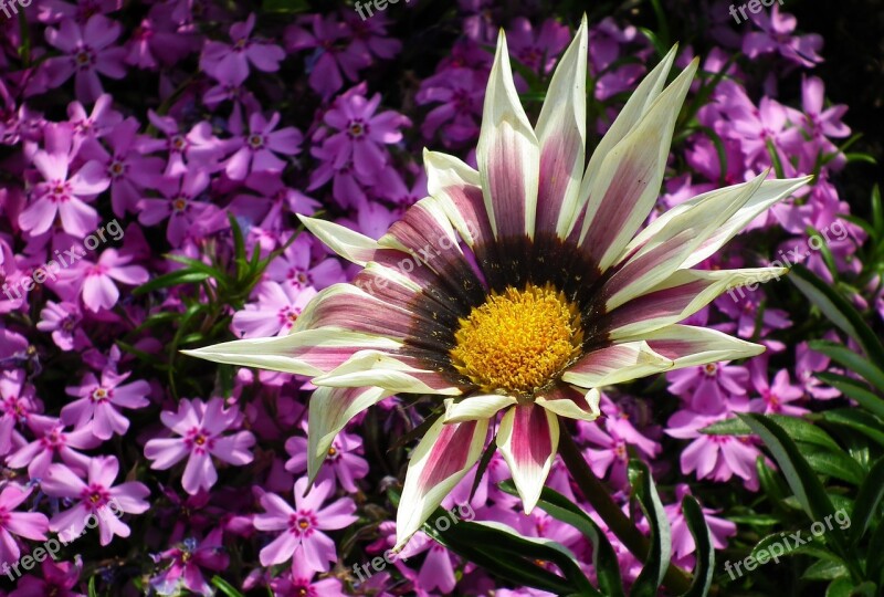 Flower Gazania Colored Nature Plant