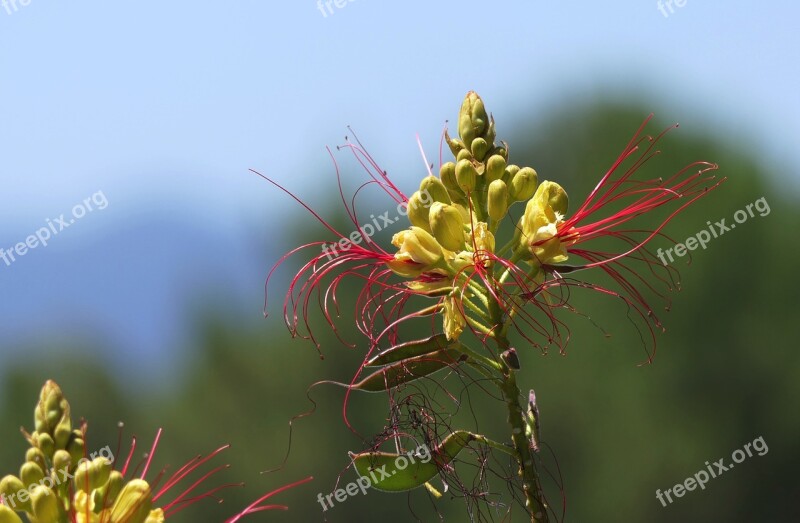 Flower Yellow Red Close Up Nature