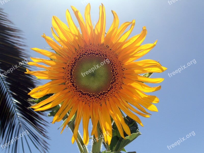 Flower Sunflower Light Close Up Nature