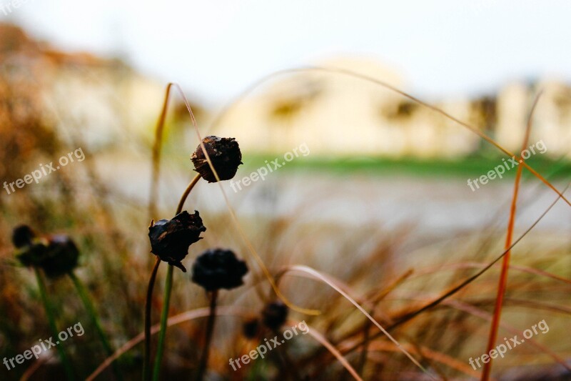 Nature Outdoors Flora Grass Field