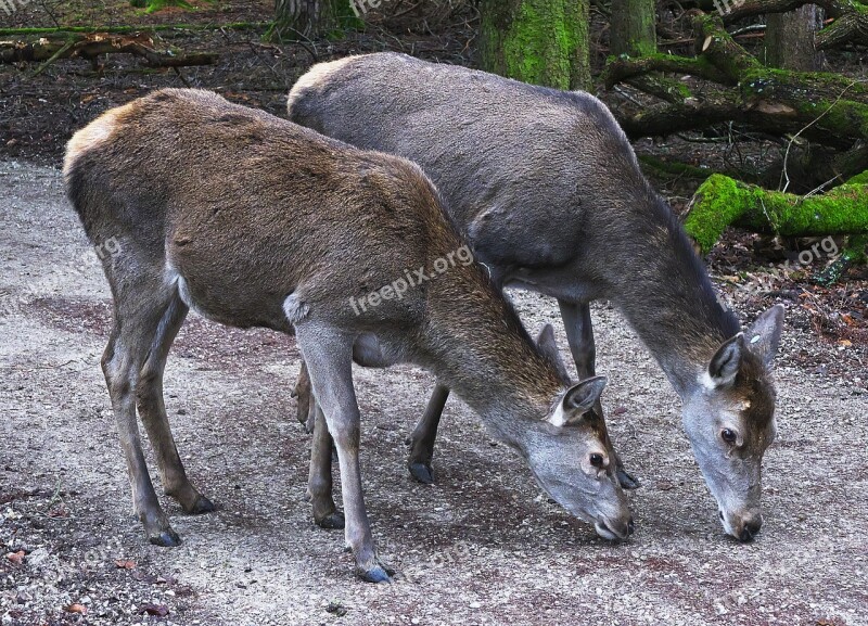 Red Deer Doe Deer Park Bald Wild Wild Animal